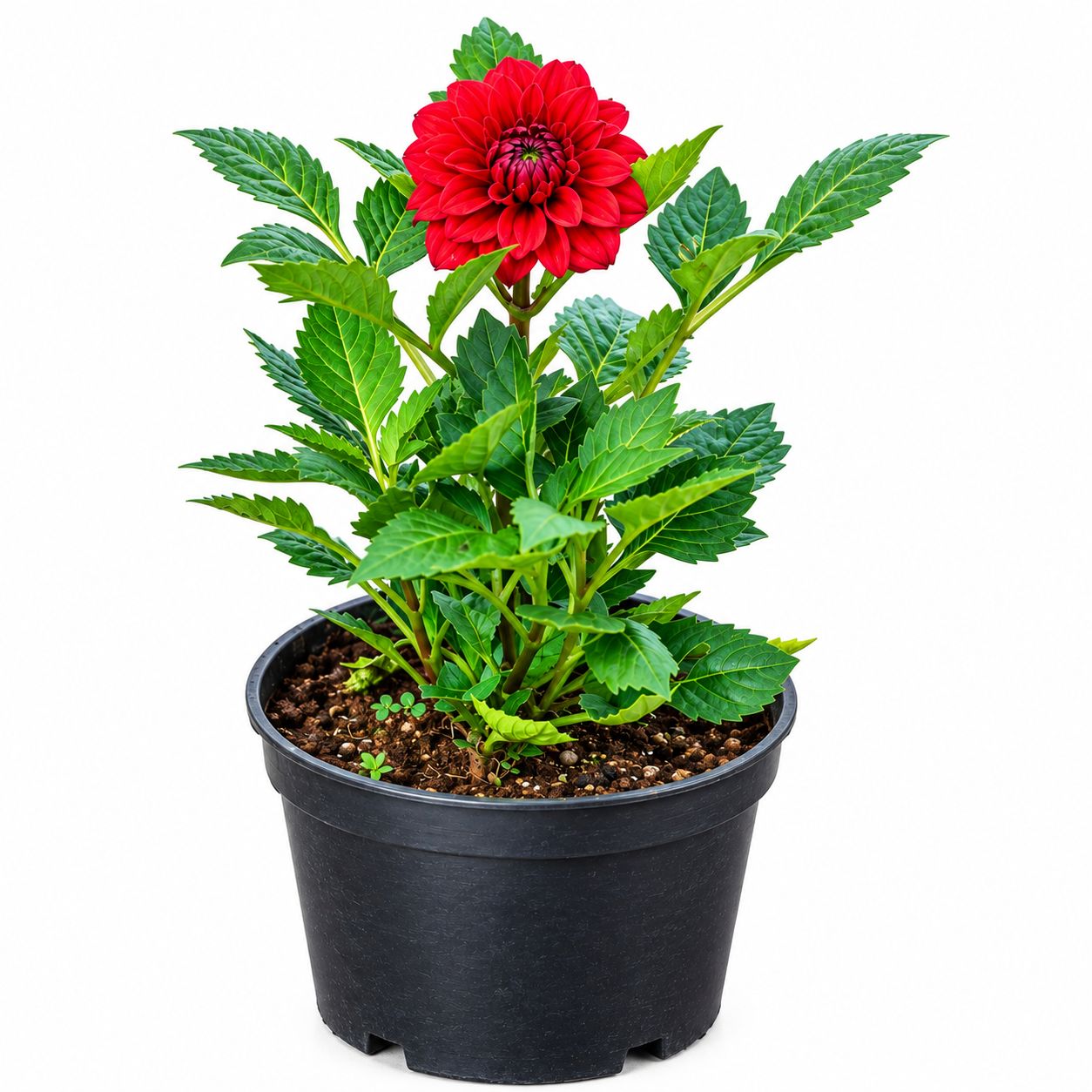 DALIA RED LIVE FLOWER PLANT