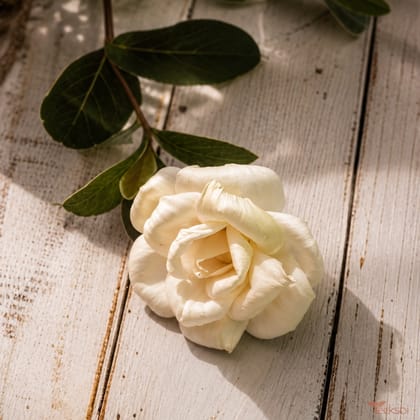 Tecksoi Hybrid Tea Rose Sola Wood Flower – Realistic Handcrafted Floral Beauty for Elegant Decor Pack of 10