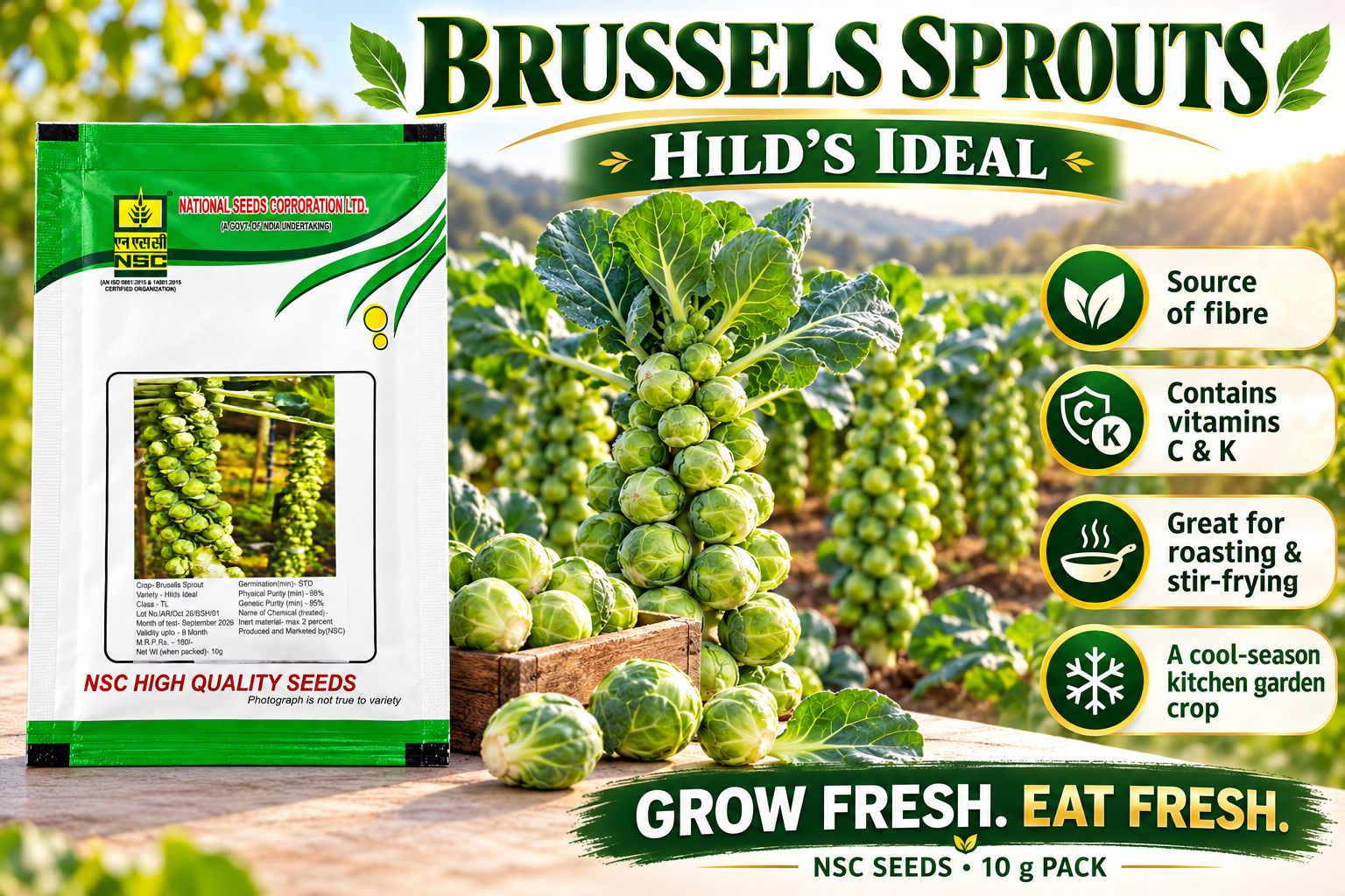 NSC Brussels Sprout Hildes Ideal, 10GM