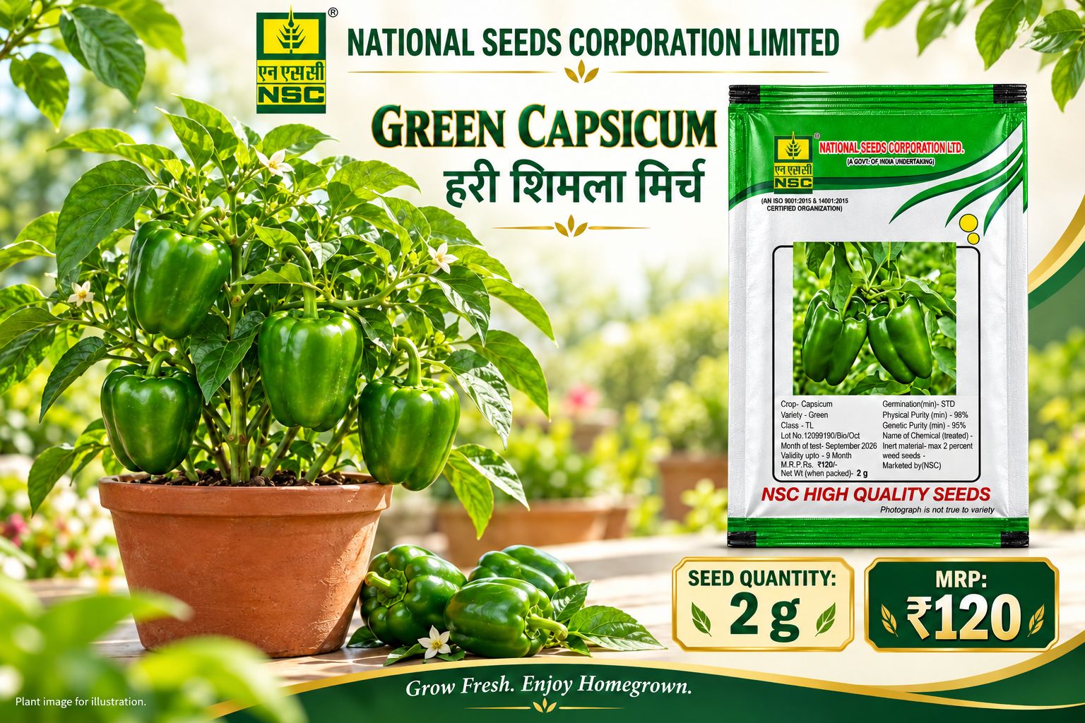 NSC Capsicum Green - 2 gram 