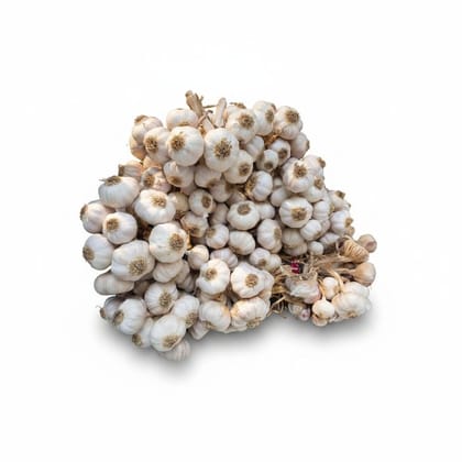 Fresh Garlic Bundle - 50 kg - One bundle of fresh garlic