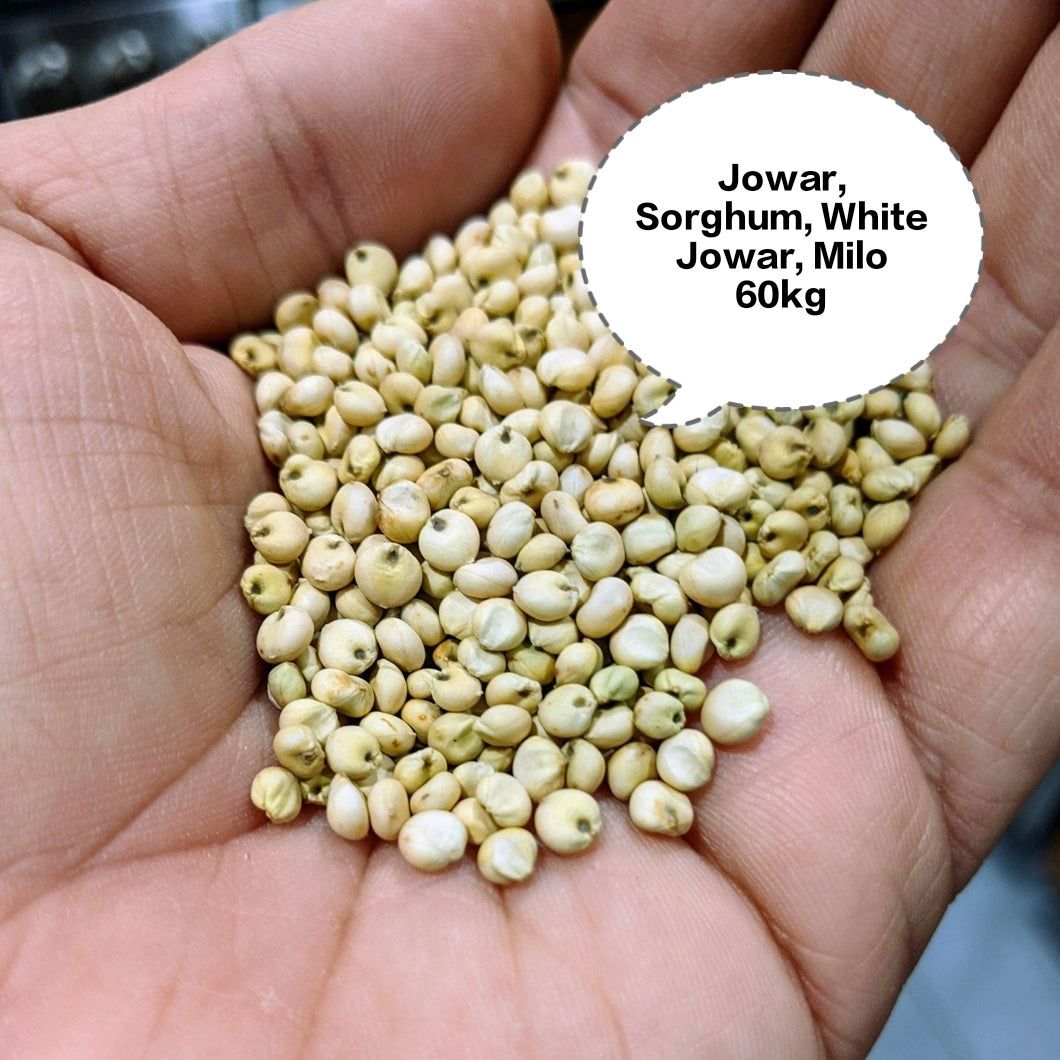 Jowar, Sorghum, White Jowar, Milo, Great Millet 60kg