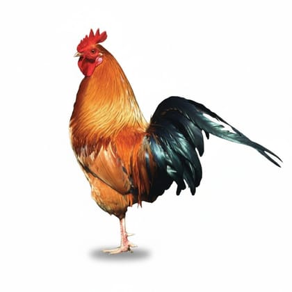 Fresh Chicken Meat - 1 kg - One kilogram pack