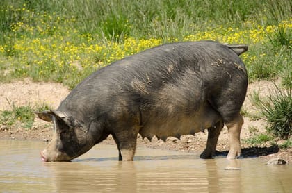 Live Pig - 23 kg - One live animal