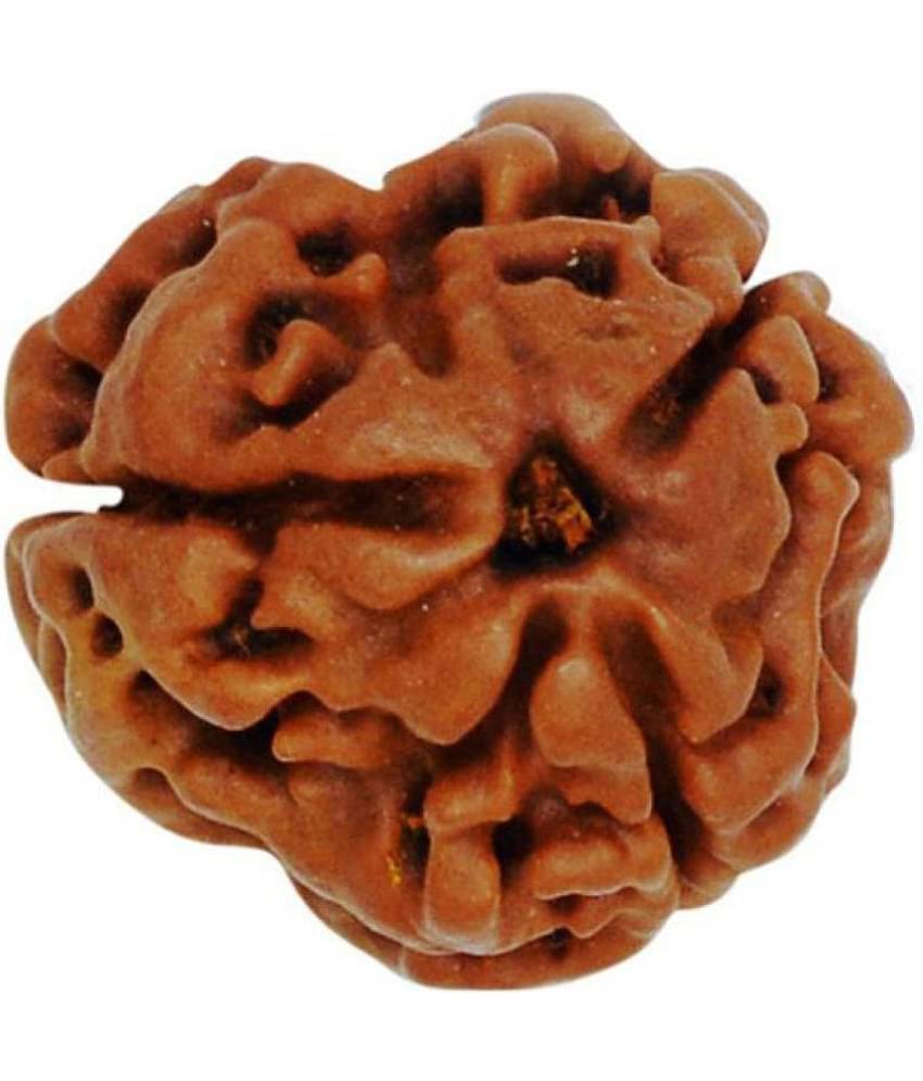 DMK DevBhumi Teen Mukhi / Three Faced Rudraksha 3 Face Rudraksha