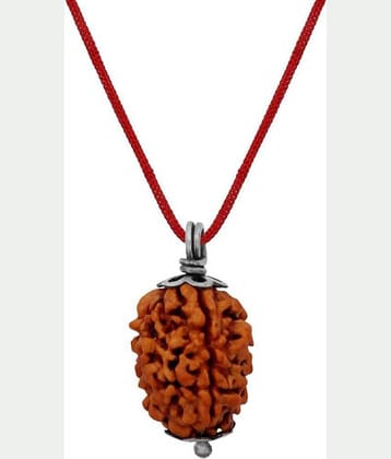 Astrodidi 3 Mukhi Three Face Rudraksha Original And Lab Certified