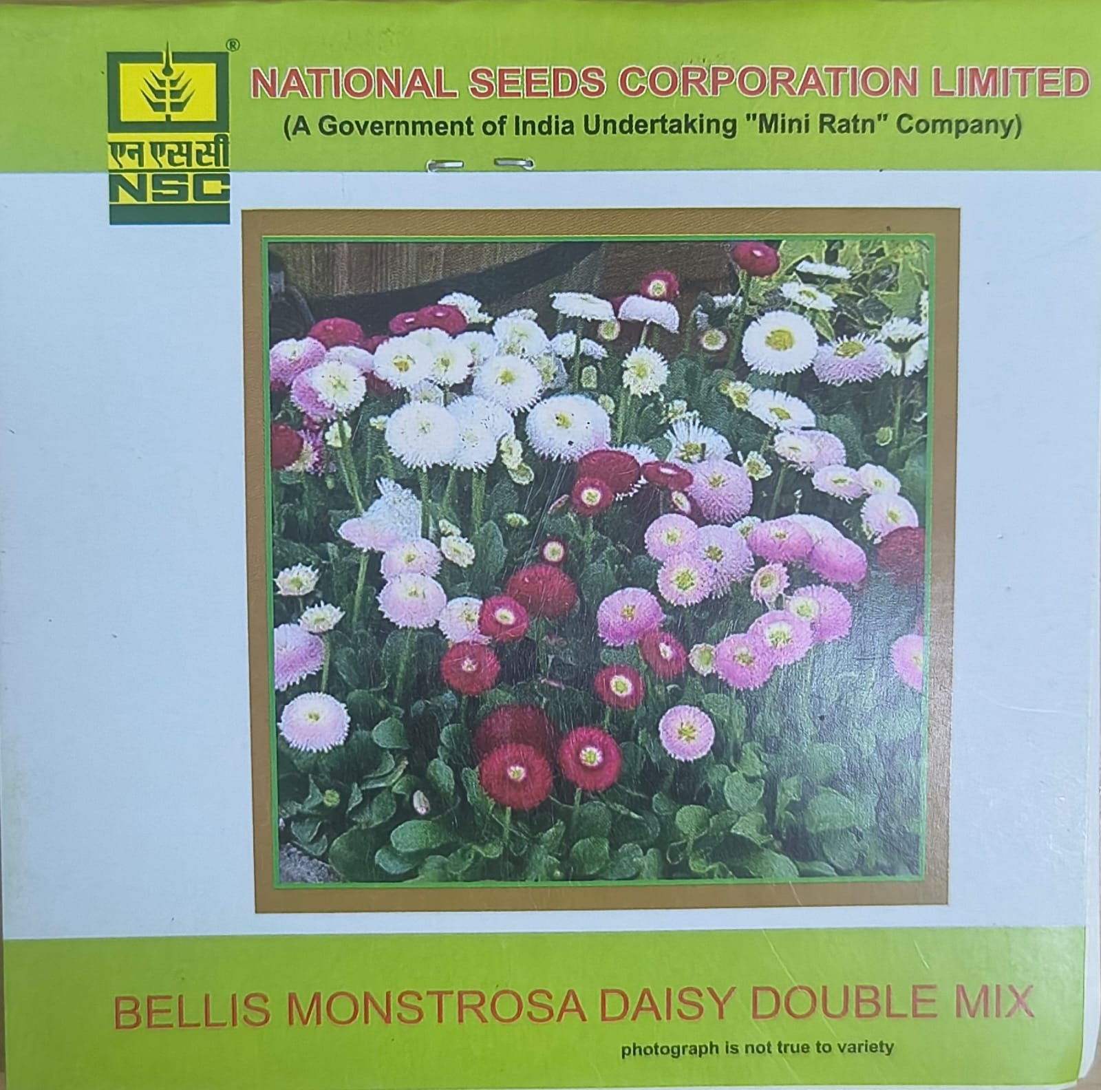 NSC Bellis Monstrosa Daisy Double Mix, 3gm