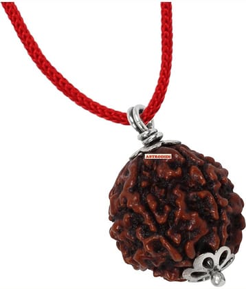 Astrodidi 5 Mukhi Five Face Rudraksha With Lab Report