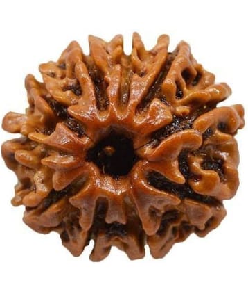 DvR ClicK - 10 Mukhi Rudraksha Pendant ( Pack of 1 )