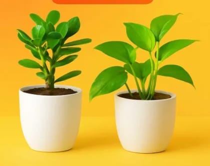 Money Plant & Jade Plant Combo