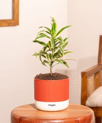 Song Of India Plant With Mylo Self Watering Pot Song Of India Plant With Mylo Self Watering Pot