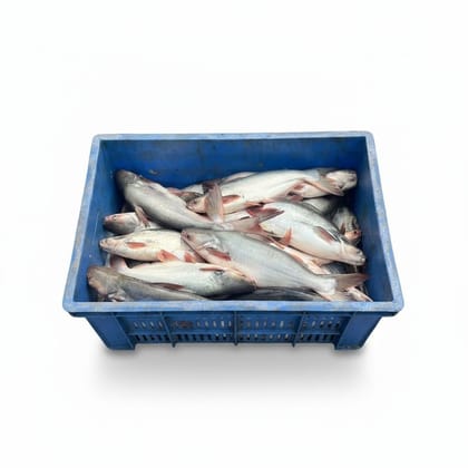 Fresh Catla Fish - 20 kg - One plastic crate containing fresh fish