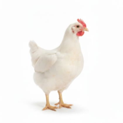 Fresh Broiler Chicken - 1 kg - One whole chicken