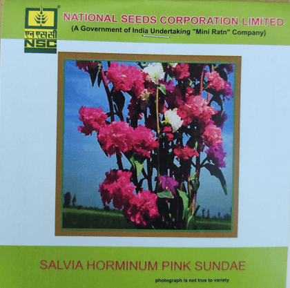NSC Salvia Horminum Pink Sundae Flower Seed NSC Salvia Horminum Pink Sundae Flower Seed
