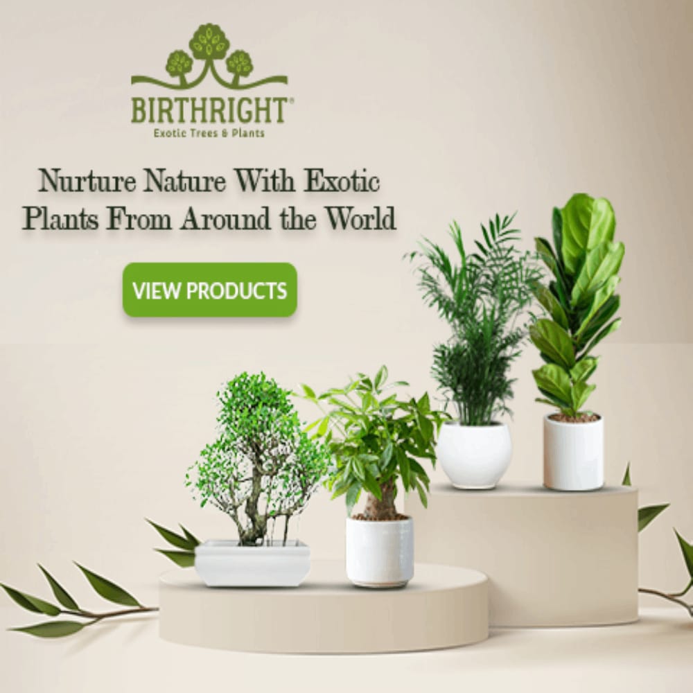 Birthright || Chamadorea || Plant