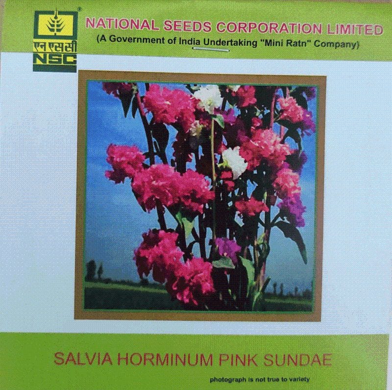 NSC Salvia Horminum Pink Sundae Flower Seed