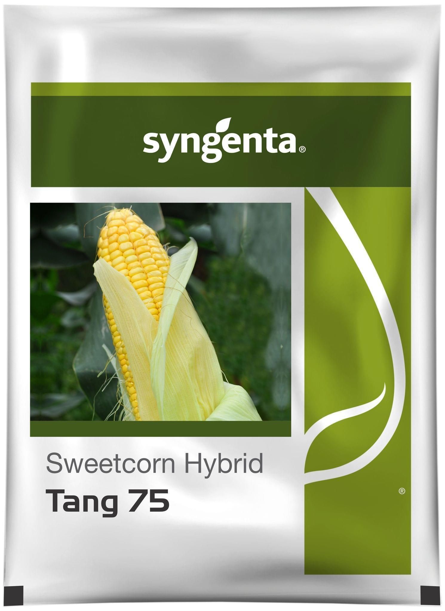 TANG 75