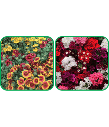 Aero Seeds Verbena Mix Color (50 Seeds) And Gaillardia Aristata Mix Color (50 Seeds) Flower Seeds Pack