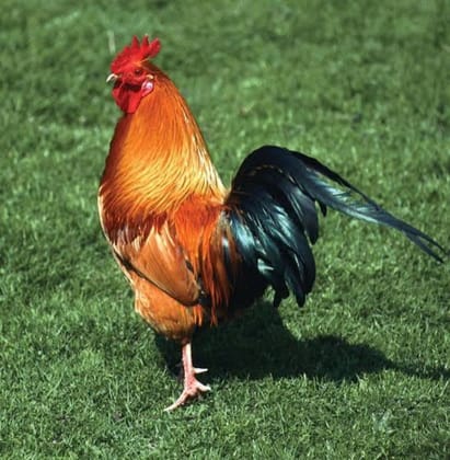 Fresh Chicken - 1 kg - 50 units available in stock