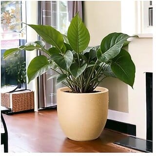 De Gardenia FOXB PCUP Pots for Plants Durable Lightweight Indoor/Outdoor Flower Pot Gamla Tree Planter for Living Room Balcony Garden Office (Beige 12 Inch)
