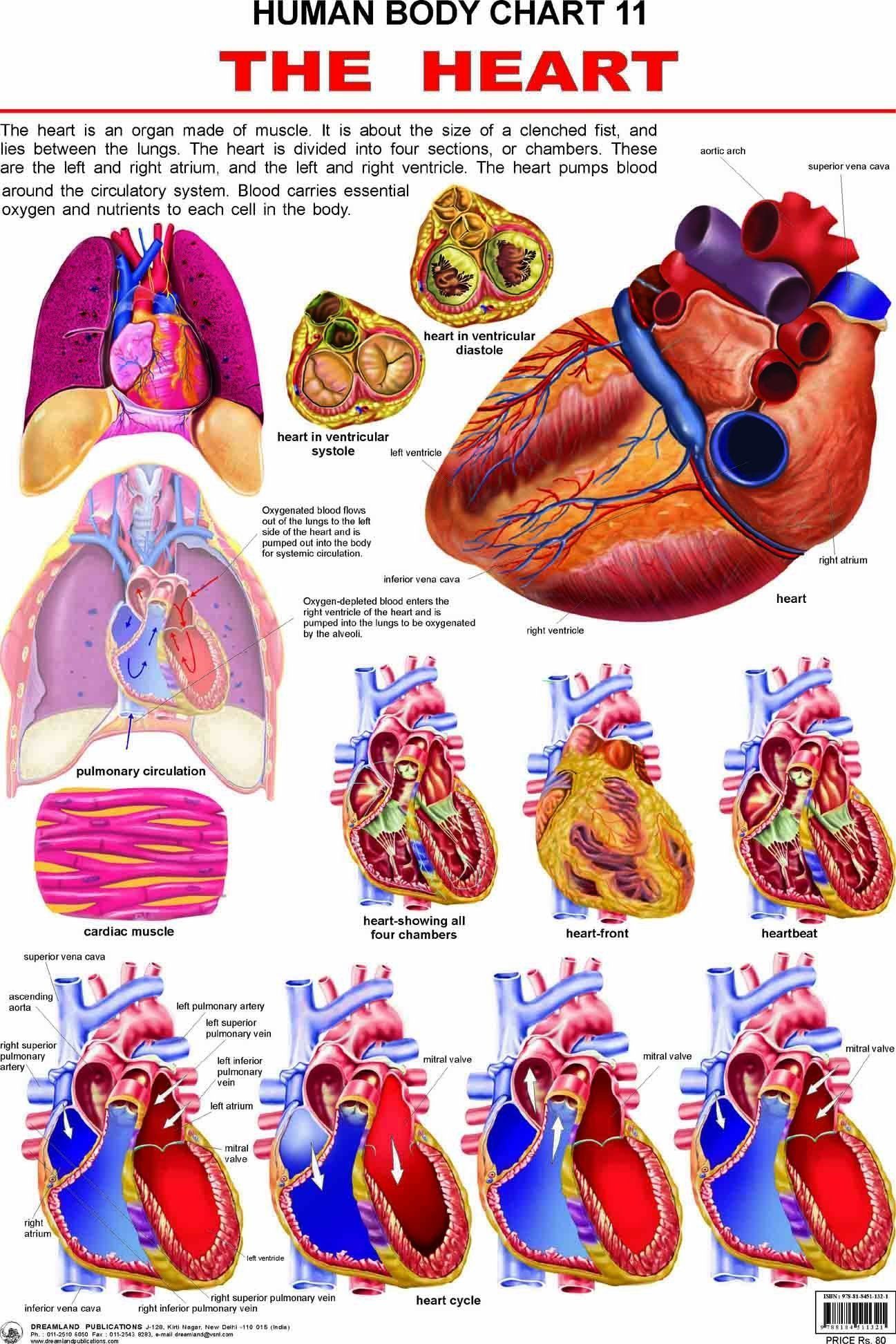 The Heart Wall Chart (Human Body Chart) - Both Side Hard Laminated (Size 48 x 73 cm) [Poster] Dreamland Publications