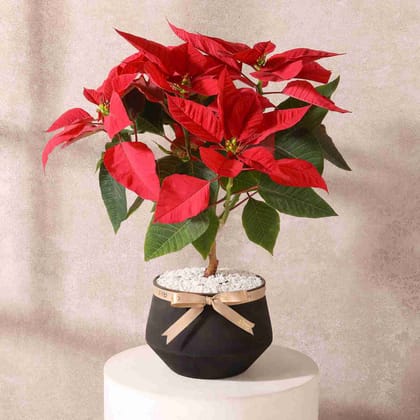 FNP Vibrant Poinsettia Plant Arrangement - Black Metal Vase with Polished Stone Chips - Home & Office Decor, Gift for Festive Occasions