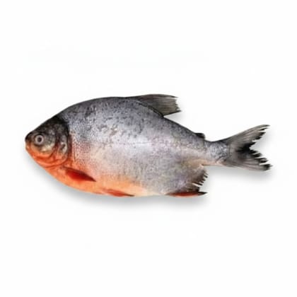 Fresh Pomfret - 500 gm - One whole fresh Pomfret