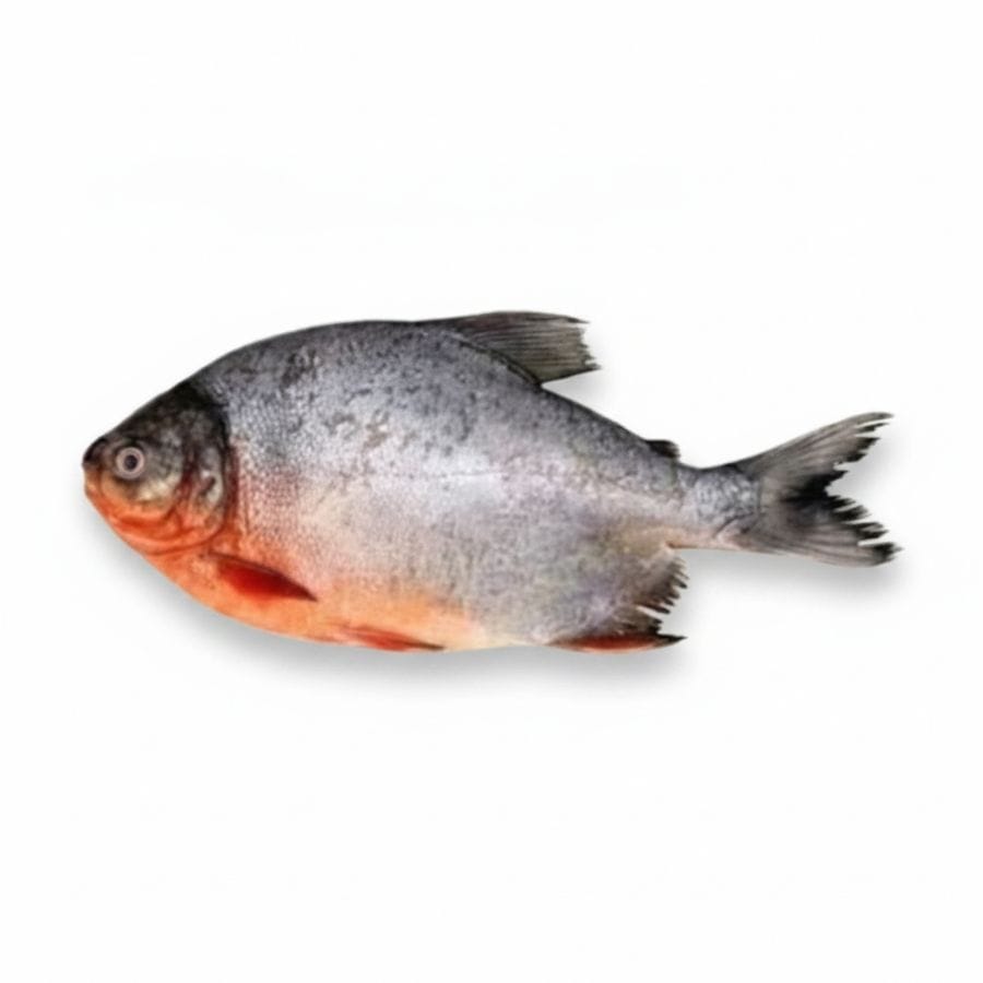 Fresh Pomfret - 500 gm - One whole fresh Pomfret