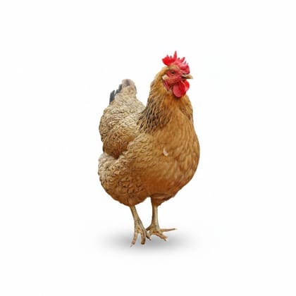 Fresh Whole Chicken - 2 kg - One whole chicken
