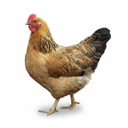 Fresh Chicken - 1 kg - One pack of fresh chicken
