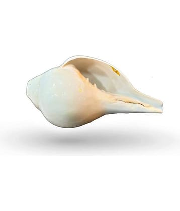 Rudradivine Rudradivine Shell Bajnewala Shankh with Brass Stand 6 inch