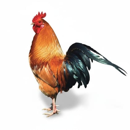 Fresh Chicken - 1 kg - 1kg pack of fresh chicken