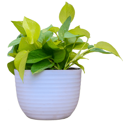 Birthright || Money || Plant Birthright || Money || Plant