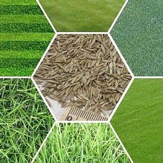 Lawn Grass Seeds Ideal for Vibrant, Lush Green Coverage Pack of 100 SEEDS