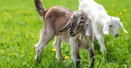 Live Goat - 15 kg - One live goat