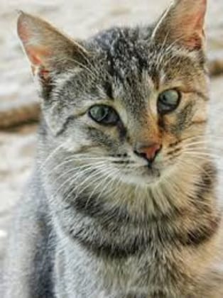 Premium Dry Cat Food - 10 kg - One 10kg bag