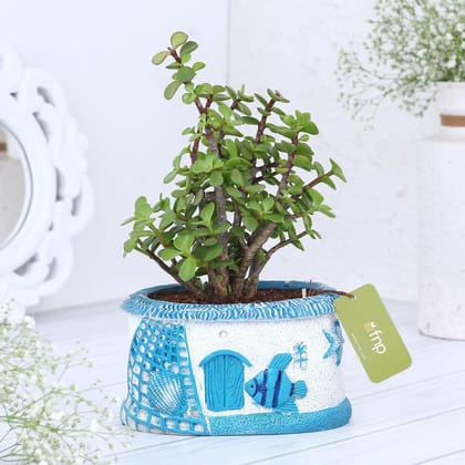 Jade Plant In Sea House Planters Jade Plant In Sea House Planters