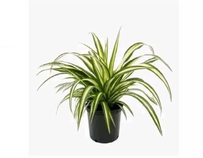 Spider Plant