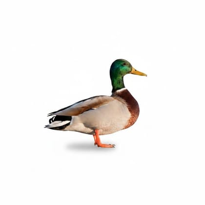 Decorative Mallard Duck Figurine
