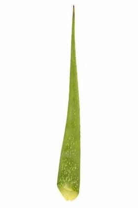 Aloe Vera - Aloe Vera - Ghritkumari - 2 Pc