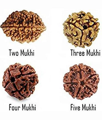 PAYSTORE 100 % ORIGNAL Rudraksha Beads (2 to 5 Mukhi)