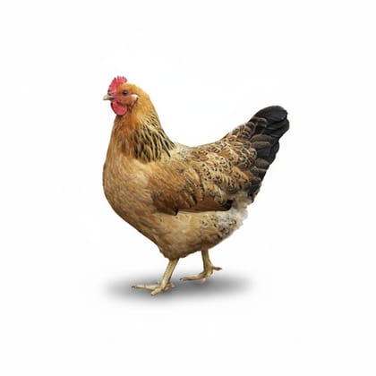 Whole Chicken - 2 kg - One whole chicken