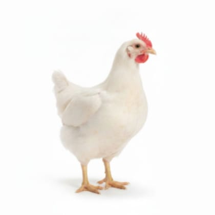 Fresh Chicken - 1 kg - One whole chicken