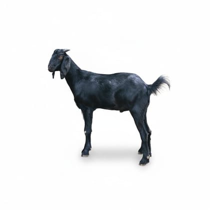 Black Goat - 40 kg - One live animal