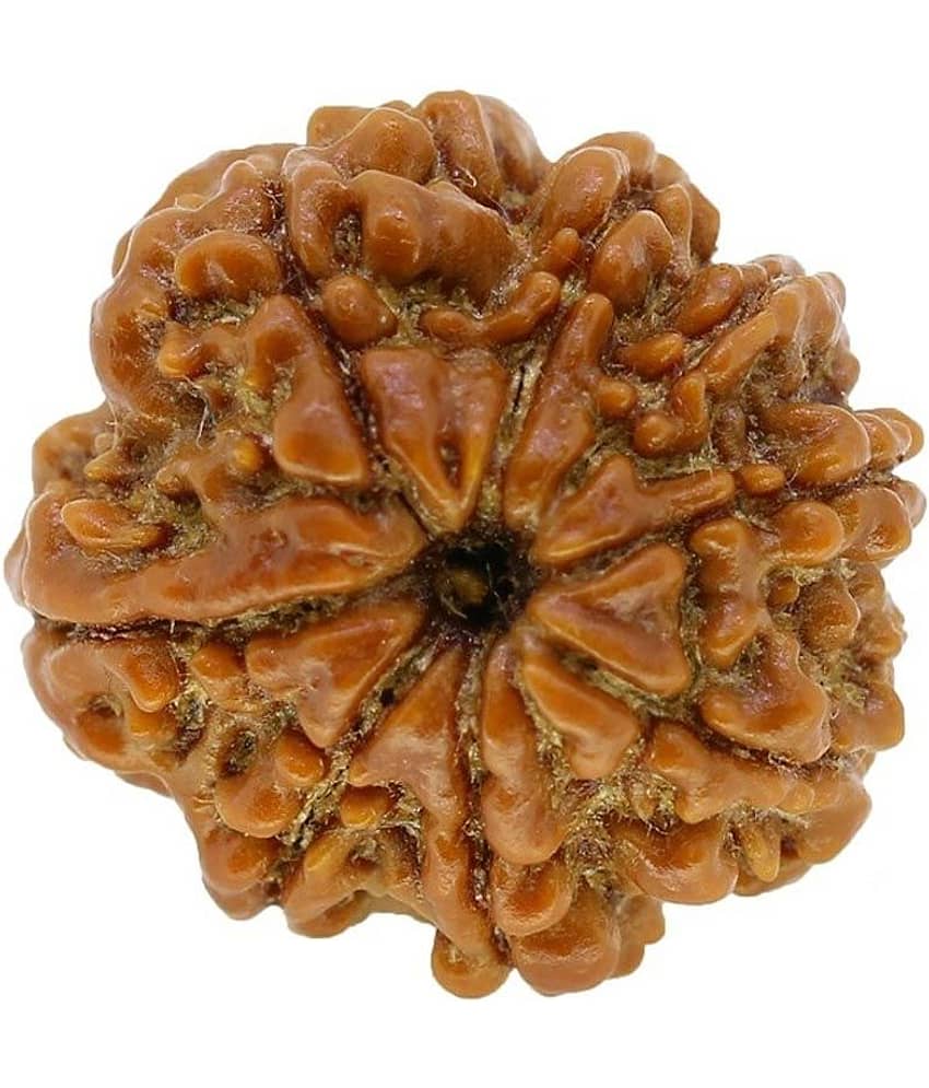 Narayan Religious Shopee 8 Mukhi Rudraksh