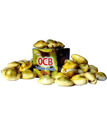 OCB Special Yellow Lakshmi Cowrie BIG SIZE (16 Pieces)Peeli Kodi - Kauri - Kowri - Cowry - Kaudi - Cowrie - Gavvalu