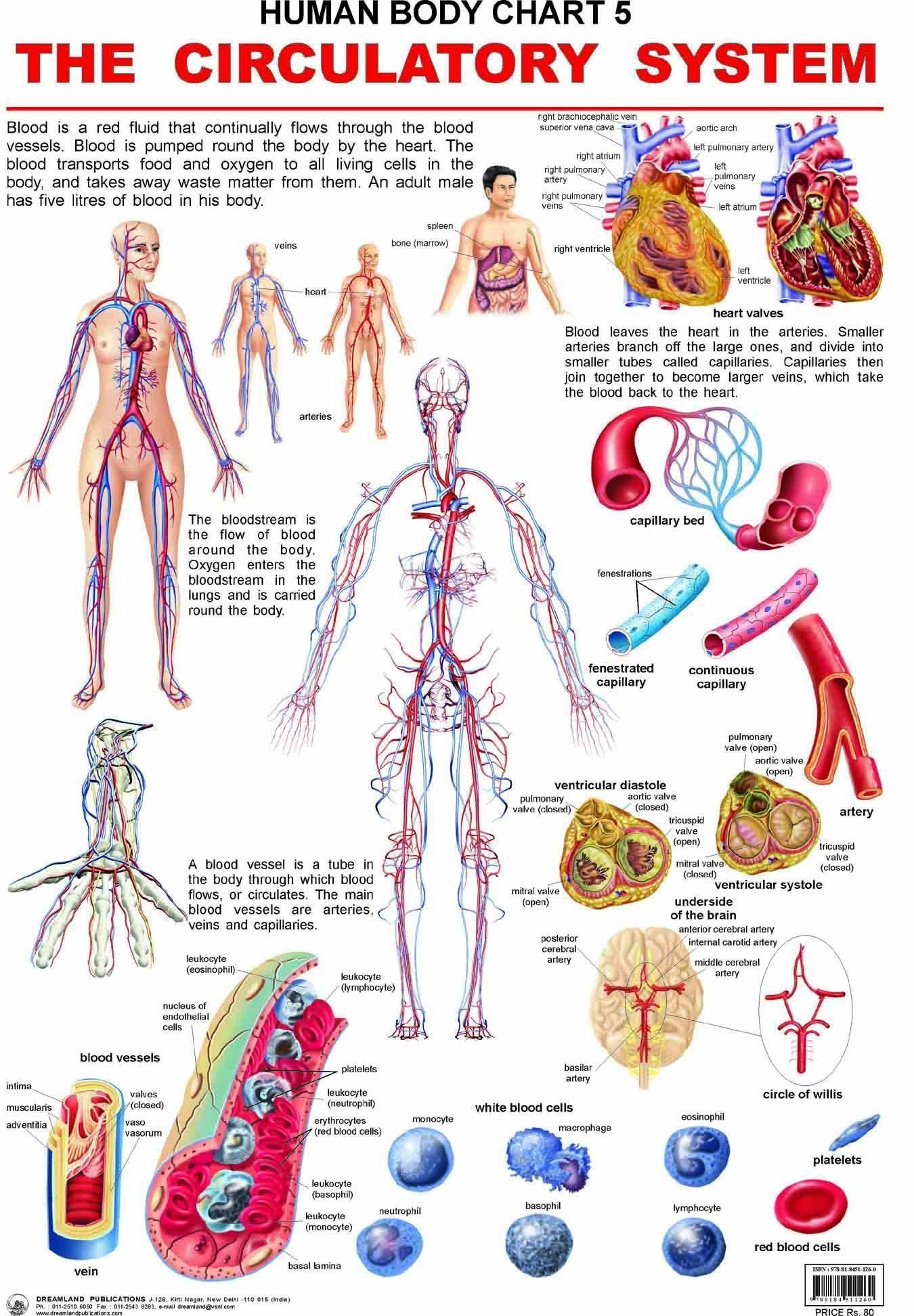 The Circulatory System Wall Chart (Human Body Chart) - Both Side Hard Laminated (Size 48 x 73 cm) [Paperback] Dreamland Publications