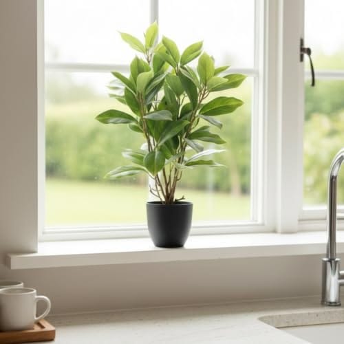 Artificial Jade Evergreen Plant - (with Black Pot) | Realistic Plant - Tree - Flowers | Tropical | Home - Shop -