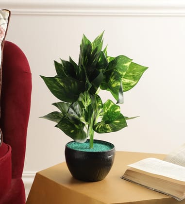 Foliyaj Real Look Artificial Money Plant with Pot|Bonsai Tree|Artificial Flower|with Pot|Home Decor for Living Room Home Office Shop|House|Gift|Decoration Foliyaj Real Look Artificial Money Plant with Pot|Bonsai Tree|Artificial Flower|with Pot|Home Decor for Living Room Home Office Shop|House|Gift|Decoration