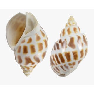 KESAR ZEMS Natural Giraffe Color Pattern Kaudi/Kodi/Cowry /Small Shankhu SEASHELL Stone For Art And Crafts/Table Decorat